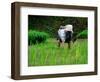 Ifugao Women Transplanting Rice, Banaue, Philippines-Richard I'Anson-Framed Photographic Print