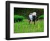 Ifugao Women Transplanting Rice, Banaue, Philippines-Richard I'Anson-Framed Photographic Print