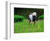 Ifugao Women Transplanting Rice, Banaue, Philippines-Richard I'Anson-Framed Photographic Print