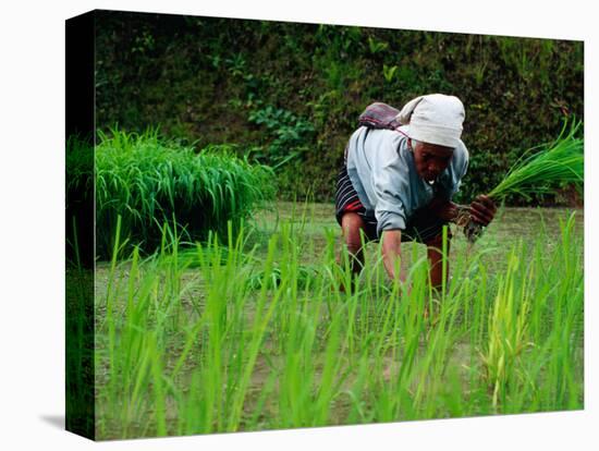 Ifugao Women Transplanting Rice, Banaue, Philippines-Richard I'Anson-Stretched Canvas