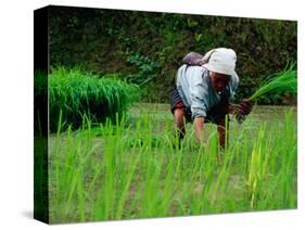 Ifugao Women Transplanting Rice, Banaue, Philippines-Richard I'Anson-Stretched Canvas