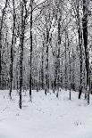 Forest in Winter-igabriela-Photographic Print