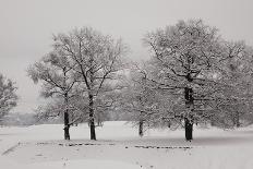 Panoramic View of Oaks-igabriela-Photographic Print