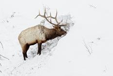 American Elk (Cervus canadensis) adult male, feeding in area cleared of snow, Yellowstone , Wyoming-Ignacio Yufera-Photographic Print