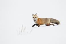 Bighorn Sheep (Ovis canadensis) adult male, feeding in snow, Yellowstone , Wyoming-Ignacio Yufera-Photographic Print