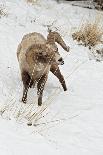 Bighorn Sheep (Ovis canadensis) adult male, feeding in snow, Yellowstone , Wyoming-Ignacio Yufera-Photographic Print