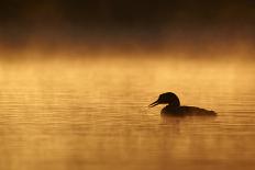 Great Northern Diver (Gavia immer) adult, summer plumage, North Michigan-Ignacio Yufera-Photographic Print