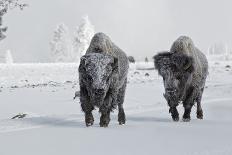 American Elk (Cervus canadensis) adult male, feeding in area cleared of snow, Yellowstone , Wyoming-Ignacio Yufera-Photographic Print