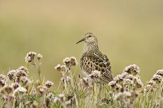 Pectoral Sandpiper (Calidris melanotos) adult, breeding plumage, near Barrow-Ignacio Yufera-Framed Photographic Print