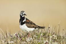 Ruddy Turnstone (Arenaria interpres) adult male, breeding plumage, standing on tundra, near Barrow-Ignacio Yufera-Photographic Print