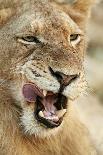 Transvaal Lion (Panthera leo krugeri) immature male, close-up of head, Timbavati Game Reserve-Ignacio Yufera-Photographic Print