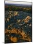 Igneous rock, Hughes Mountain Natural Area, Washington County, Missouri, USA-Charles Gurche-Mounted Photographic Print