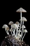 Group of Mushrooms-Igor Kovalenko-Photographic Print