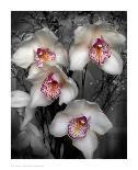 Cymbidium Orchid White-Igor Maloratsky-Art Print