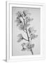 Gramercy White