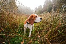 Hunting Dog in the Foggy Morning in Forest-Igor Normann-Photographic Print