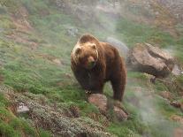 Brown Bears in Water at Sunrise, Kronotsky Nature Reserve, Kamchatka, Far East Russia-Igor Shpilenok-Photographic Print