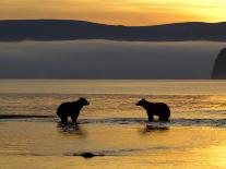 Brown Bear Beside Water, Kronotsky Nature Reserve, Kamchatka, Far East Russia-Igor Shpilenok-Photographic Print