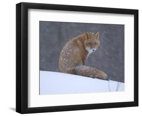 Premium Photographic Print, , large
