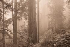 Enchanted Forest II-Igor Svibilsky-Photographic Print