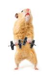 Hamster With Bar Isolated On White-IgorKovalchuk-Framed Poster