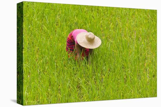 Igorot Tribal Woman, Rice Paddy, Agriculture, Banaue, Ifugao Province, Philippines-Keren Su-Stretched Canvas