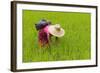 Igorot Tribal Woman, Rice Paddy, Agriculture, Banaue, Ifugao Province, Philippines-Keren Su-Framed Photographic Print