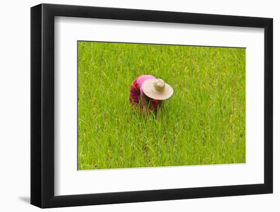 Igorot Tribal Woman, Rice Paddy, Agriculture, Banaue, Ifugao Province, Philippines-Keren Su-Framed Photographic Print