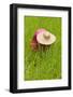 Igorot Tribal Woman, Rice Paddy, Agriculture, Banaue, Ifugao Province, Philippines-Keren Su-Framed Photographic Print