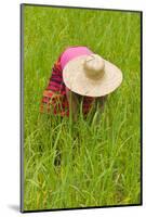 Igorot Tribal Woman, Rice Paddy, Agriculture, Banaue, Ifugao Province, Philippines-Keren Su-Mounted Photographic Print