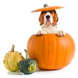 Beagle in Pumpkin-igorr-Framed Photographic Print