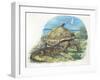 Iguana and Giant Tortoise-null-Framed Giclee Print