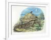 Iguana and Giant Tortoise-null-Framed Giclee Print