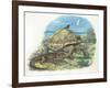 Iguana and Giant Tortoise-null-Framed Giclee Print