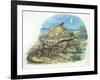 Iguana and Giant Tortoise-null-Framed Giclee Print