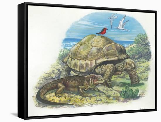 Iguana and Giant Tortoise-null-Framed Stretched Canvas