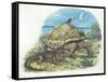Iguana and Giant Tortoise-null-Framed Stretched Canvas