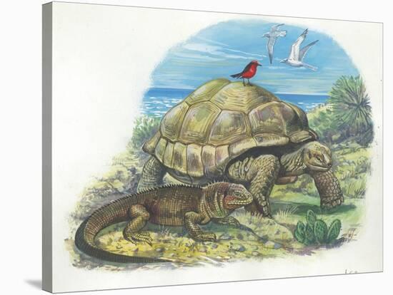 Iguana and Giant Tortoise-null-Stretched Canvas