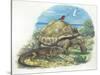 Iguana and Giant Tortoise-null-Stretched Canvas
