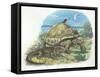 Iguana and Giant Tortoise-null-Framed Stretched Canvas