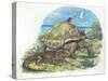 Iguana and Giant Tortoise-null-Stretched Canvas