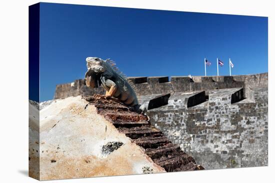 Iguana Basking, San Cristobal Fort, San Juan, PR-George Oze-Stretched Canvas