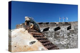 Iguana Basking, San Cristobal Fort, San Juan, PR-George Oze-Stretched Canvas