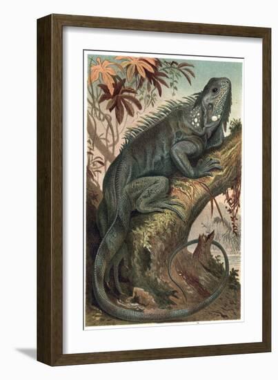 Iguana by Alfred Edmund Brehm-Stefano Bianchetti-Framed Giclee Print