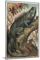 Iguana by Alfred Edmund Brehm-Stefano Bianchetti-Mounted Giclee Print