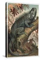 Iguana by Alfred Edmund Brehm-Stefano Bianchetti-Stretched Canvas