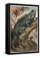 Iguana by Alfred Edmund Brehm-Stefano Bianchetti-Framed Stretched Canvas