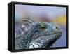 Iguana, Curacao, Caribbean-Greg Johnston-Framed Stretched Canvas