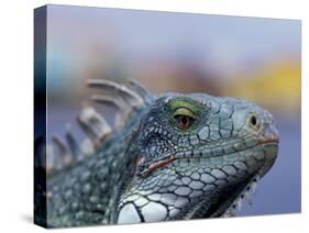 Iguana, Curacao, Caribbean-Greg Johnston-Stretched Canvas