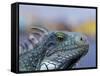 Iguana, Curacao, Caribbean-Greg Johnston-Framed Stretched Canvas